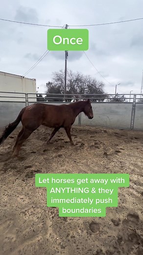 Establishing Dominance and Setting Boundaries with Your Horse