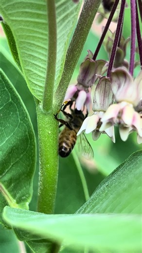 SaltSpringIslandNews on TikTok