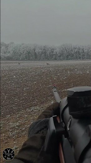 That Roe Deer Got Away...