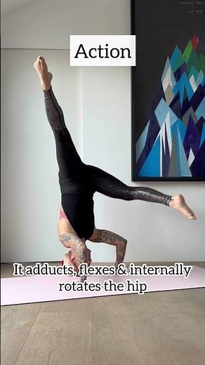 Key muscles of yoga - part 5 #pectineus #muscle #keymuscles #yoga #anatomy