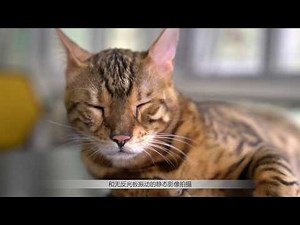 静音即时取景静态拍摄-无声无息的“摄”手|尼康D850说明书第5集 Silent live view static shooting