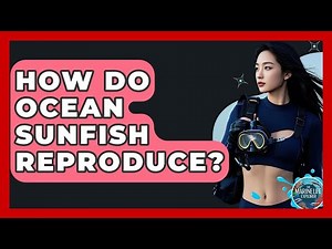 How Do Ocean Sunfish Reproduce? - The Marine Life Explorer