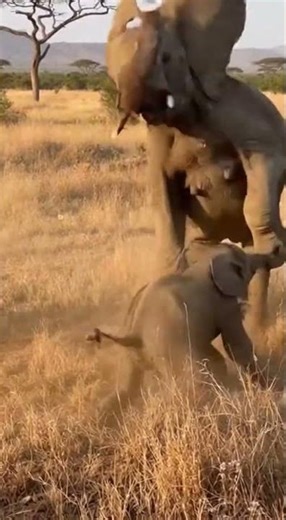 Mother Elephant DESTROYS Lion Attacking Her Baby! 😱💔