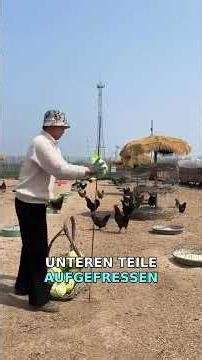Brilliant chicken feeding hack changes everything