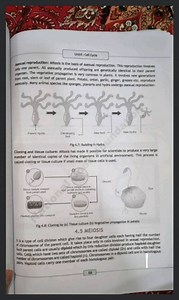 Unit4 : Cell CycleAsexual reproduction: Mitosis is the basis o... | Filo