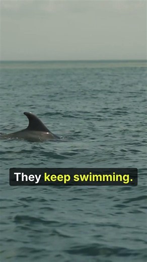 Dolphins Sleep: How They Do It WITHOUT Drowning!