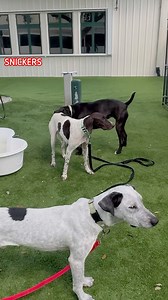 October is Adopt a Shelter Pet Month and we have so many pawsome playful pooches looking for good homes. Stop by #CollierDAS and meet our playgroup players, like XENA, STARSKY, GEMINI, DOZER, SPOCK, SPARKY, PIPPA, NICA, PIXIE, BLUE TOOTH and SNICKERS. Adoption fees are waived all month! Collier County DAS | 📍 7610 Davis Blvd., Naples, FL, 34104 | 📞 Tel: 239-252-PETS | 💻 www.collierpets.com #adopt #foster #love #CollierDAS #shelterdogs #adoptme #adoptabledog #animalshelter #playgroup #dogsplay