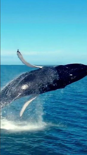 Sir David Attenborough reminds us why we need to protect our wonderful planet