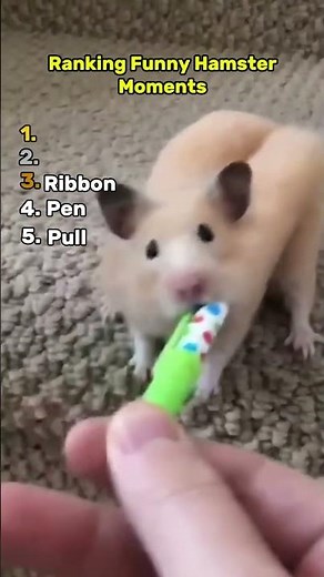 Funny Hamster Moments
