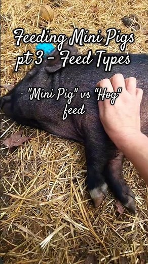 Feeding Mini Pigs 🐽✨️ pt 4 - Feed Types