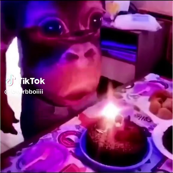 Wtf (song: ilyTOMMY - pretty ho3) #ilytommy #hoodtrap #memecut #monkey #tiktok