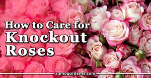 How to Care for Knockout Roses