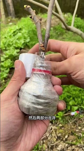 Fruit Tree Branch Bending Rooting Technique #shortvideo #roots