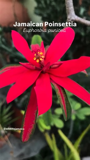 Merry Christmas 2025 (Euphorbia punicea) Jamaican poinsettia. Aka Flame of Jamaica, Leather Leaf, Endemic to #jamaica is a succulent, It grows as a bush or tree three to five meters (10–16 ft) tall, and sometimes much taller. It’s found in the central and western parishes, on limestone rocks in open woodlands and thickets; 50-2900 feet in elevation on the island The false flower is in fact a cyathium surrounded by large, colorful bracts. The plant is harvested from the wild for local use as a me
