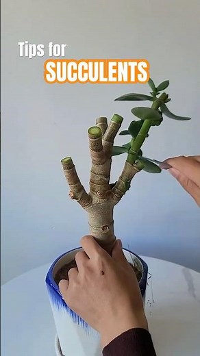 How to Prune Jade Plants for MORE Growth! 🌳 Simple Branching Hack