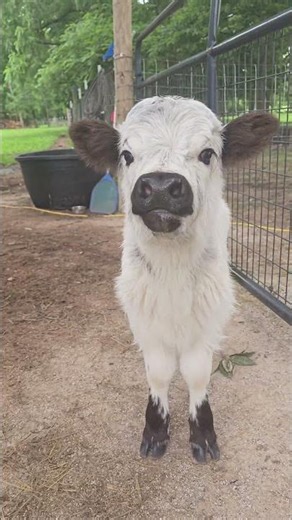 Pretty highland cow calf #highland #highlandcow #calf #farmanimals #farmlife #pets #farmvlog