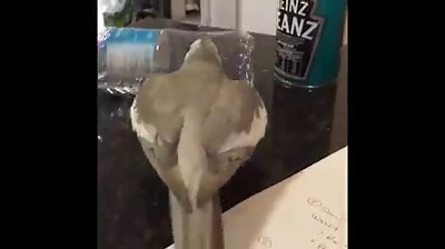 428K views · 2.7K reactions | Random Animals on Reels | Facebook