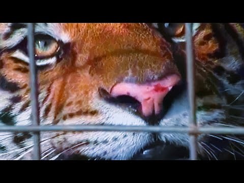 Wild Animals As Pets | Backyard Zoo | Full Documentary