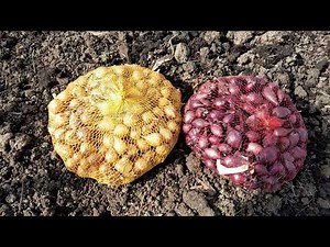 Ovako pripremite zemlju i sadite crveni luk za krupne glavice