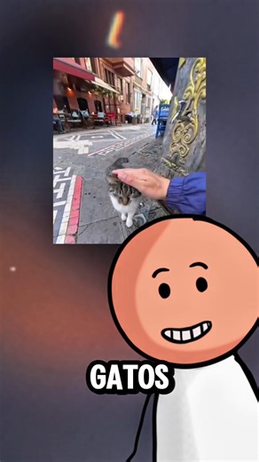 The city where cats own everything! 🐱🇹🇷 #shorts