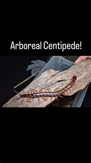 Pelfs Pets | This is an undescribed arboreal species I got last year Scolopendra sp Red Legged Tree Centipede. I was the only person in the states with... | Instagram