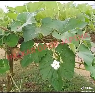 Mastering Green Screen Techniques for Video Production