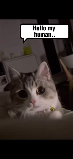 Cat Says “Hello My Human” | Cute Talking Cat Short | Pet Relaxation TV Moment