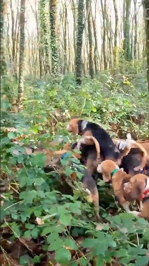 Les beagles de chasse retrouvent la trace du sanglier !! #chasse #hunting #chien