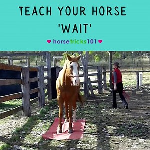 22K views · 5.5K reactions | 'Wait’ is a handy trick to teach your...