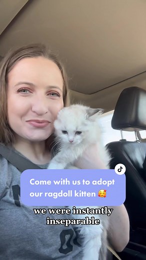 Bringing Home Our Adorable Ragdoll Kitten 🐾