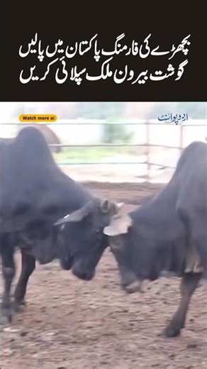 Calf Farming In Pakistan - Raising Young Calves Can Build Multi-Billion Halal Beef Export Industry