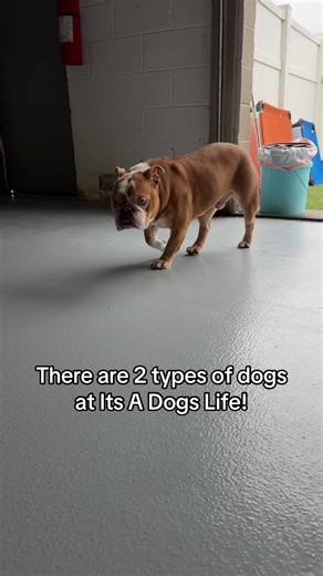 Discover Your Dog Type! 🐶🔥