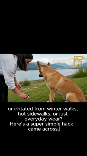 Pet Hacks: Fix Dry & Cracked Dog Paws Fast!