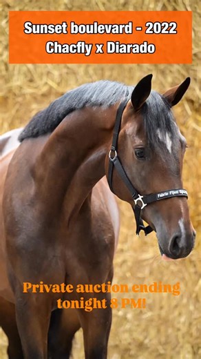 ✨ Tonight the very first Dutch Horse Trading Private Auction comes to an end! 17 extraordinary showjumpers & hunters will be sold under our exclusive behind-the-scenes auction hammer. ❓Already registered? If not, hurry to our website, sign up and get your chance to bid on these 17 hidden gems! 🌟 One of the highlights we’d like to share with you: Sunset Boulevard – 2022 mare by Chacfly x Diarado. Stunningly built and of truly exceptional quality! Don’t miss your chance to secure top-class talent