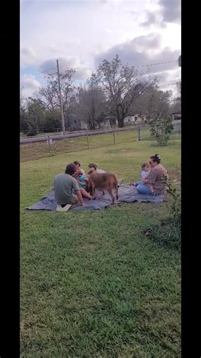 Schnitzel enjoying his new family and Tovah is loving introducing Schnitzel  huntersonfarms.com | Rhodesian Ridgebacks at Hunterson Farms | Facebook