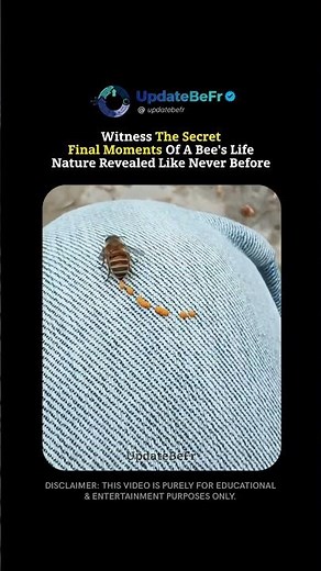 The Bittersweet Final Moments of a Bee's Life 🐝💔