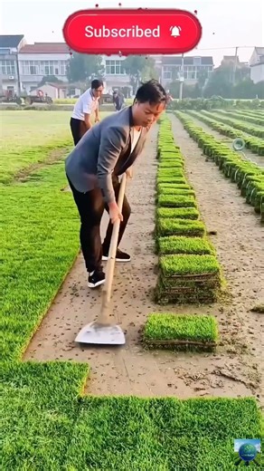 Precision Sod Cutting: The Art of Instant Lawn Harvesting! #agritech #farming #agriculture #viral