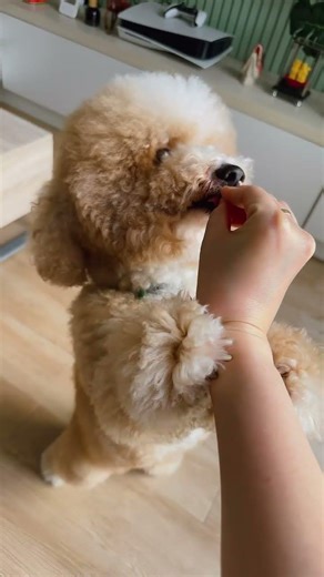 #doggielife #dogsworld #puppy #cutedog #pets #dogshorts #poodle #poodlemix #poodlepaw #fluffypuppies