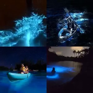 954 reactions · 1K shares | Nightly Bioluminescence Tours Near Cocoa Beach & Orlando. 407-519-8711 https://www.bkadventure.com/florida-bioluminescent-kayaking/ | BK Adventure - Florida's Best Bioluminescence Tours | Facebook