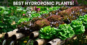 10 Best Plants for Hydroponics (3 Worst Hydroponics Plants) | Your Indoor Herbs and Garden