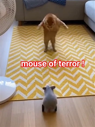 역대급 반전! 사냥감인 줄 알았던 쥐에게 역으로 공격당해! #catshorts #고양이 #funnyanimals