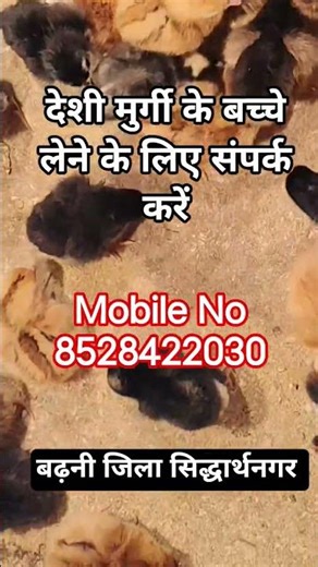 Desi murgi Faram| Murgi ke bacche Barhni Siddharth Nagar me milega| Bater Faram Barhni