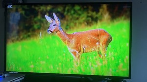 Watch Basics High-Speed HDMI Cable Review on Amazon Live