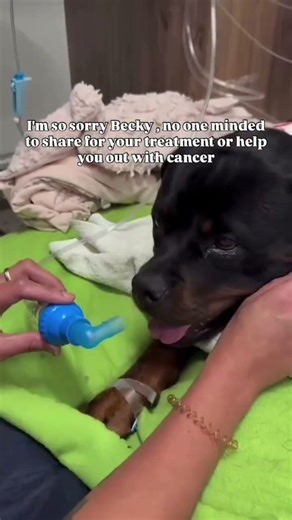 We rescued Becky from the streets hoping her suffering was finally over… #usa #reels #canada #uk