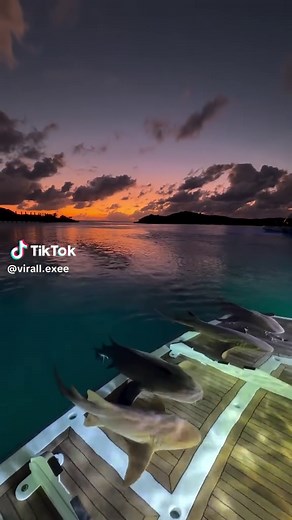 Sharking Lot: The Funniest Shark Clips Compilation