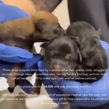 These three puppies were born by c-section after their mama, Lady, struggled painfully through labor. The babies were too big for this tiny pup, and our team rushed her to the ER to make sure Lady and her babies survived. The procedure cost $4,000 and was absolutely worth it! We have rescued many dogs in need of substantial medical care this year, and our resources are dwindling. Please make a gift to help support the future care of rescue pups in need! https://www.wagives.org/story/Idlobf | Sav