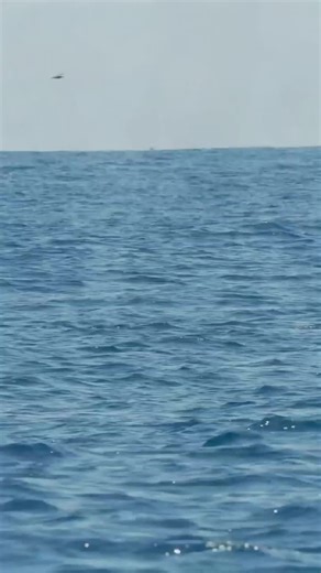 #whaletale #whalebehavior #whaleharbor #whalewatchers #whale #whalesound #ultimatewhalewatchnsnorkel #whalefacts #swimwithwhalesharks #______whale #whalewatchingtour #whalecheck #whalebreaching #whalewatcher #whalefishing #whalesharkwatching #whalesharkoslobcebu #whalewatchings #oslobwhaleshark #epickwhale #whaleofatime #dolphindiscovery #ilovedolphin #singingdolphin #dolphinswimming #strandeddolphin #whalebuddies #belugawhale #pilotwhale #bigwhale #humpbackwhale #whalefollowsmouse #whitewhale #