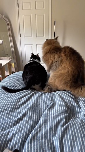 8.7K views · 550 reactions | Tigger gives Willow CPR.. RIP Willow  #3southern #kristicates #fblifestyle | Jasmine And Dapper | Facebook