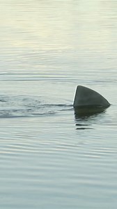 Just Kidding on Reels