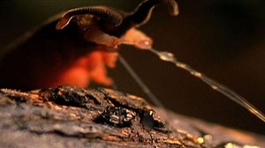 Watch: Bizarre Velvet Worms Shoot Slime Jets—Now We Know How